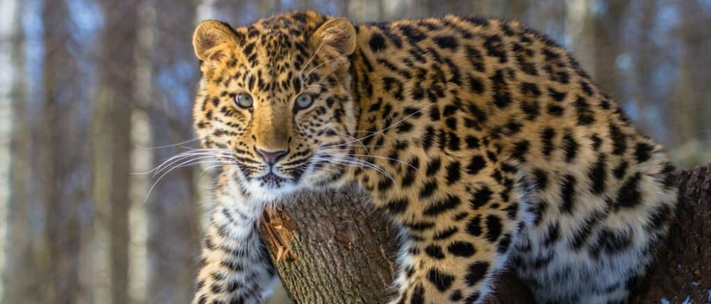 The rarest animal - Amur leopard