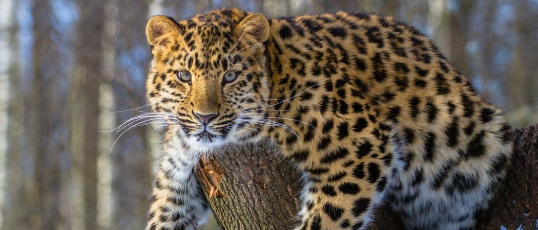 10 Rarest Animals in the World - AZ Animals