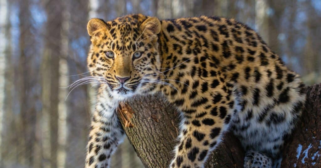 Rarest animal – Amur leopard