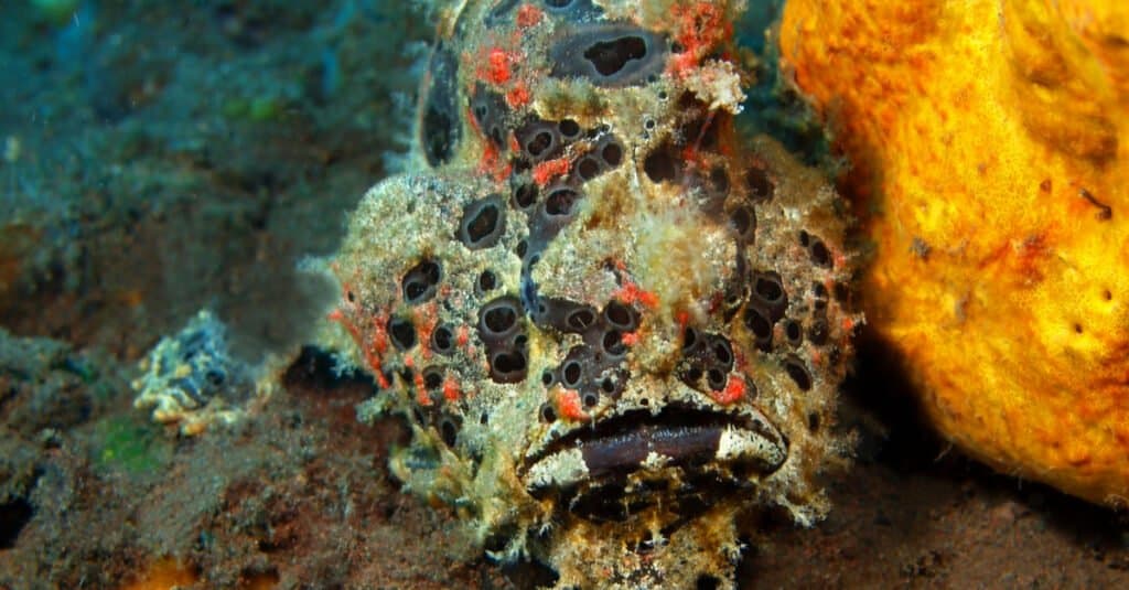 Deep Sea Anglerfish - Oceana