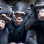 Humans and chimpanzees share 95 to 98 percent of the same DNA.