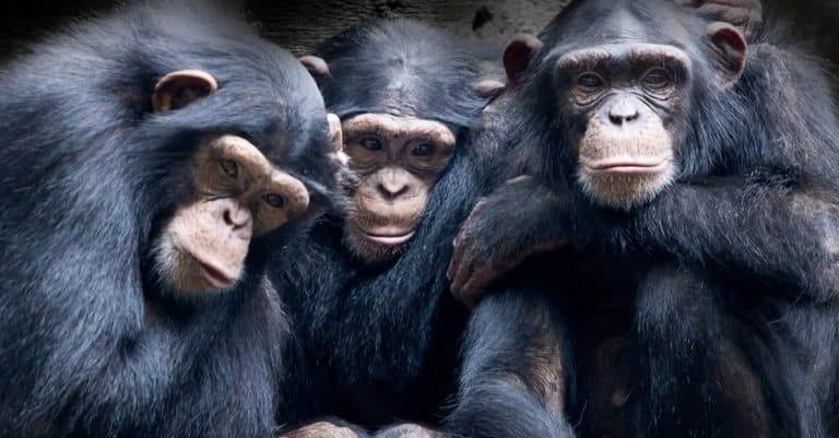 Animal Facts: Chimpanzees