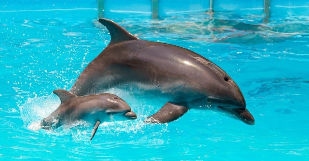 Animal Facts: Dolphins