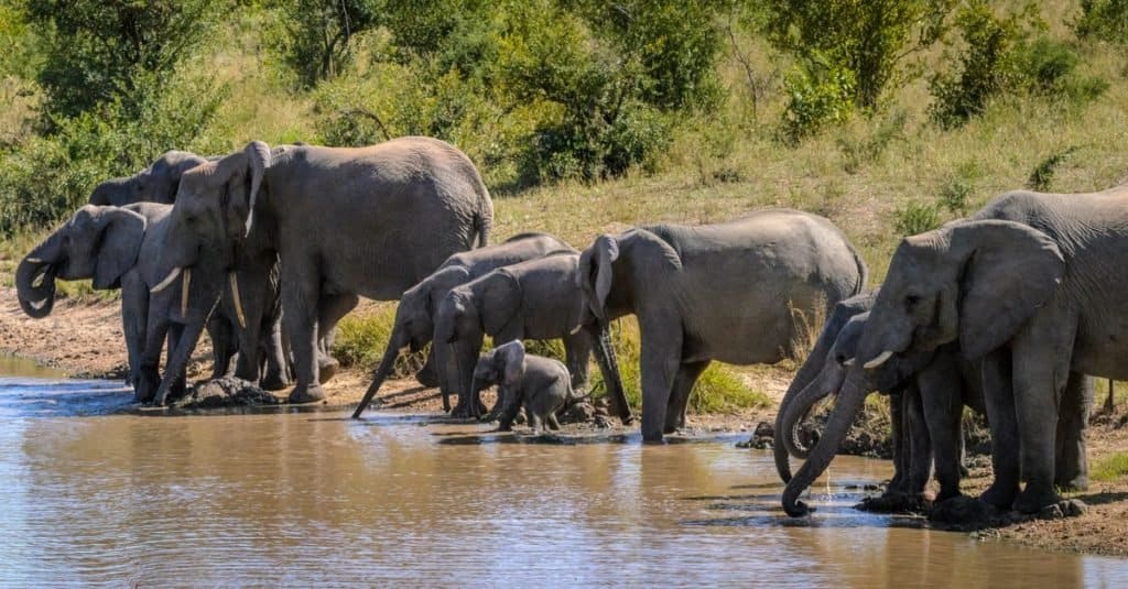 largest land animals