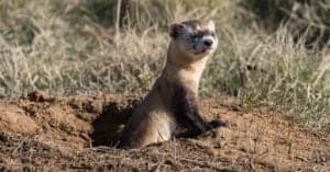 10 Incredible Black-Footed Ferret Facts Picture