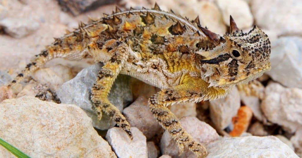 desert horned lizard predators