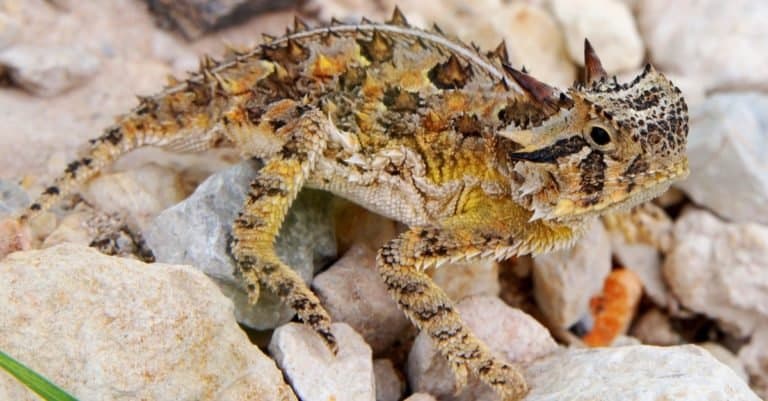 Animal Facts: Horned Lizards