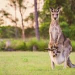 If a joey is still in the pouch of a pregnant kangaroo, the younger sibling can enter a dormant state called embryonic diapause.