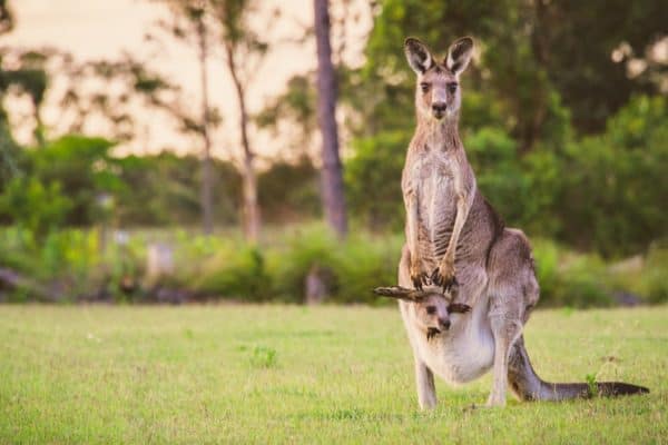 If a joey is still in the pouch of a pregnant kangaroo, the younger sibling can enter a dormant state called embryonic diapause.