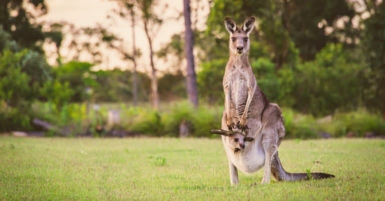 Animal Facts: A Baby Kangaroo