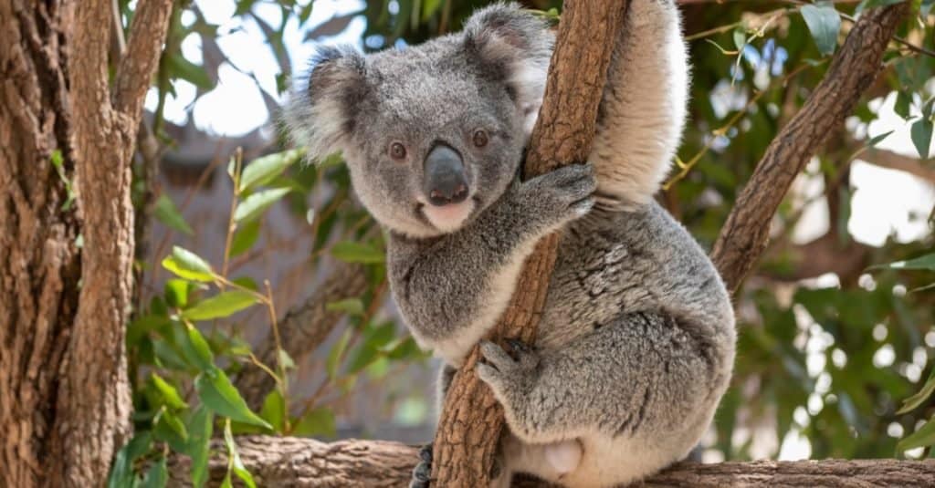 Animal Facts: Koalas