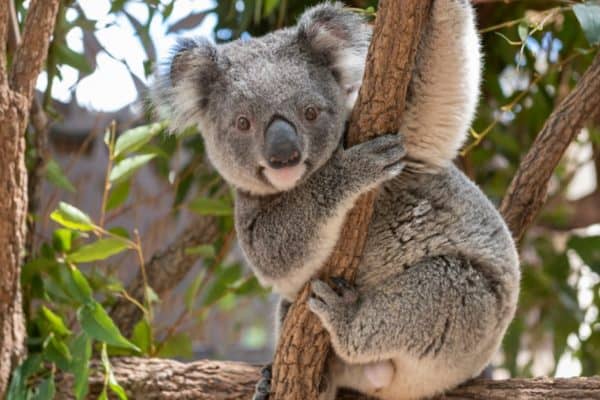 Koalas are nocturnal marsupials famous for spending most of their lives asleep in trees. During the day they doze, tucked into forks or nooks in the trees, sleeping for up to 20 hours.