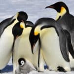 Emperor Penguins with a chick. The black and white “tuxedo” look donned by most penguin species is a clever camouflage called countershading.