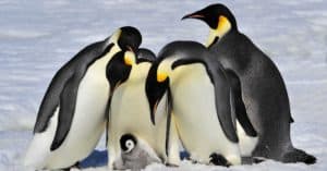 10 Incredible Penguin Facts Picture