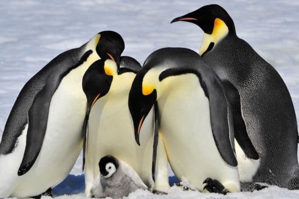 Emperor Penguins with a chick. The black and white “tuxedo” look donned by most penguin species is a clever camouflage called countershading.