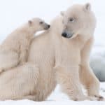 Polar bear with cub. Because they spend most of their lives on the sea ice of the Arctic Ocean depending on the ocean for their food and habitat, polar bears are the only bear species to be considered marine mammals.
