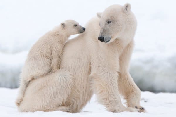 Polar bear with cub. Because they spend most of their lives on the sea ice of the Arctic Ocean depending on the ocean for their food and habitat, polar bears are the only bear species to be considered marine mammals.