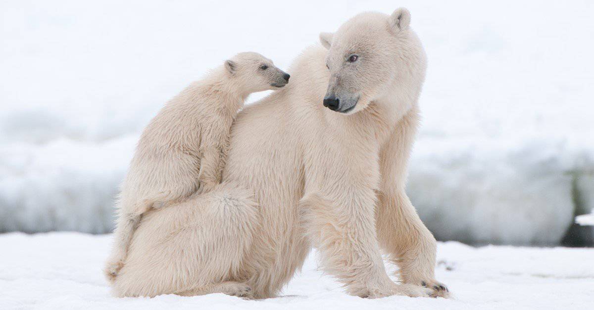 polar bear life cycle facts