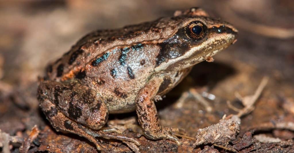 Animal Facts: Wood Frogs