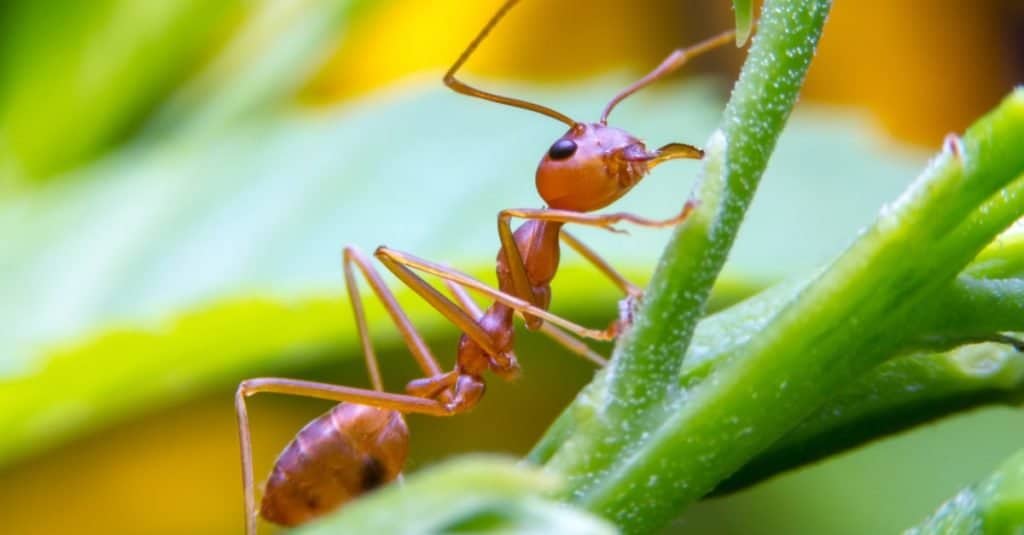 Animal Facts: Worker Fire Ants