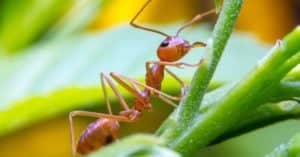 What Do Fireants Eat? Picture