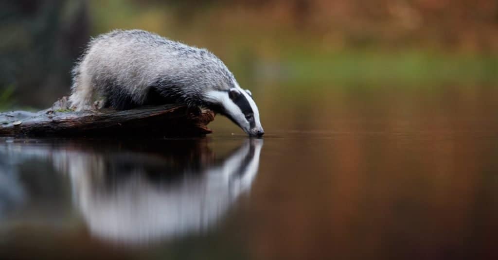 Animals That Burrow: Badgers