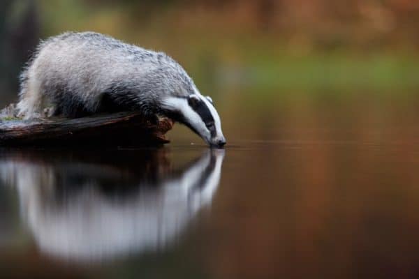 European badger, Meles meles, drinking from forest lake, reflecting itself in the calm water surface. 