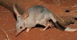 bilby burrow digging soil captive macrotis downwards