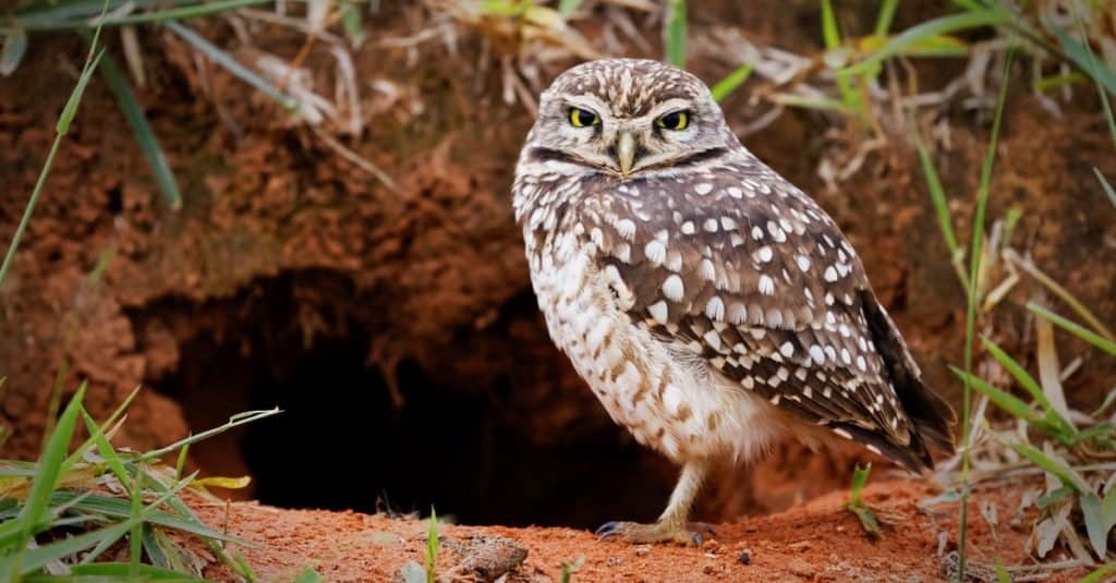 Animals That Burrow Underground: Burrowing owl