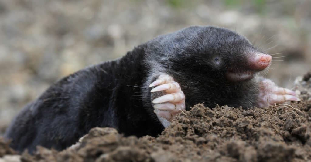 Animals that burrow into the ground: Moles