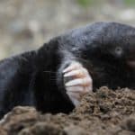 A mole outside his burrow. These little animals paralyze worms and insects with poison in their saliva.