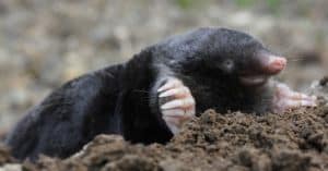 Are Moles Nocturnal Or Diurnal? Their Sleep Behavior Explained photo