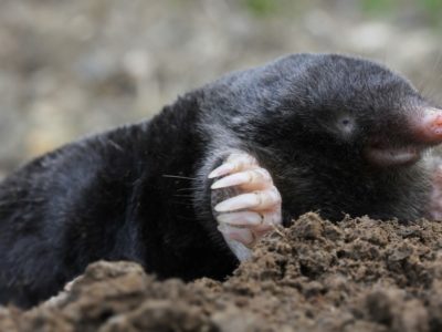 A Are Moles Nocturnal Or Diurnal? Their Sleep Behavior Explained