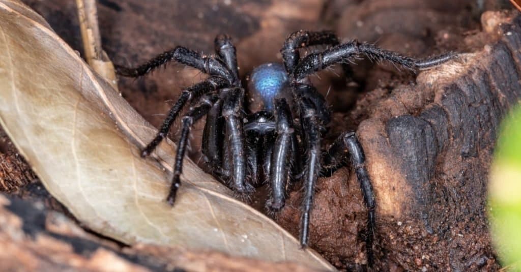 Животные, которые прячутся под землей: Мышиный паук