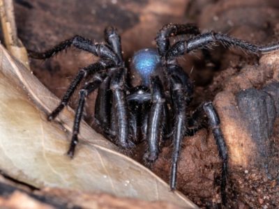 A Discover 6 Black Spiders in Oregon. How Many Are Dangerous?