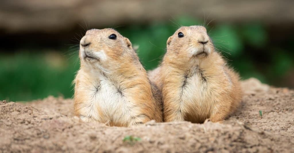 Animals That Burrow: Groundhogs