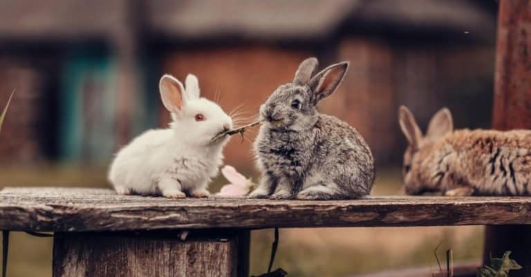 Animals That Burrow Underground: Rabbit