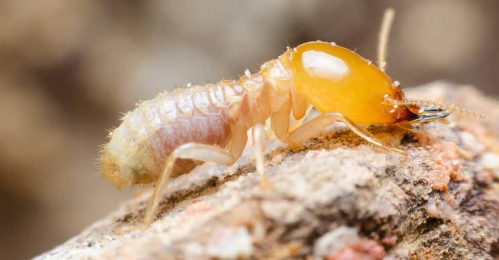 Animals that burrow underground: termites
