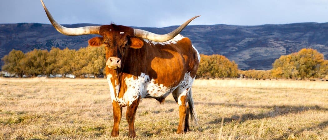 Wildlife in Texas - Types of Texan Animals - AZ Animals