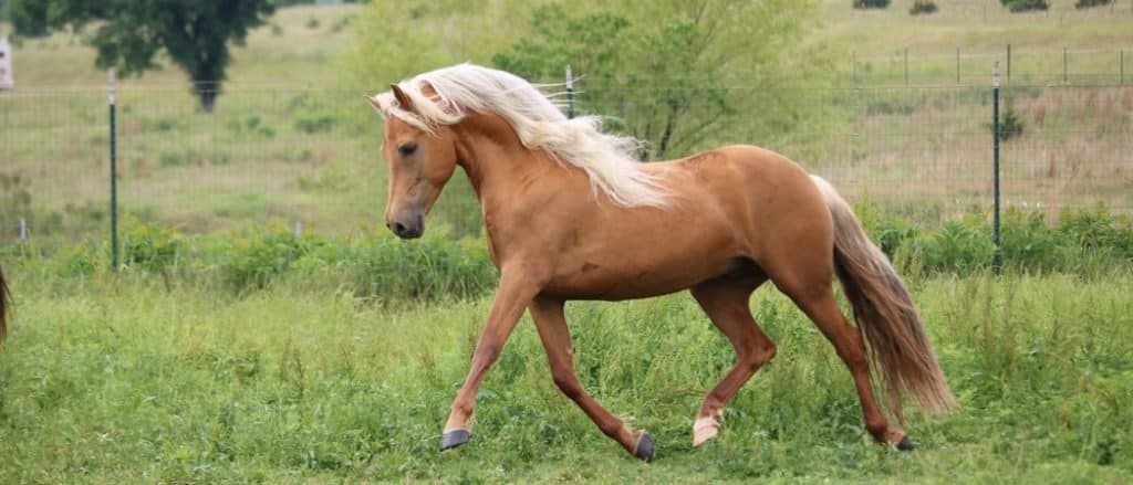 Animals in Vermont