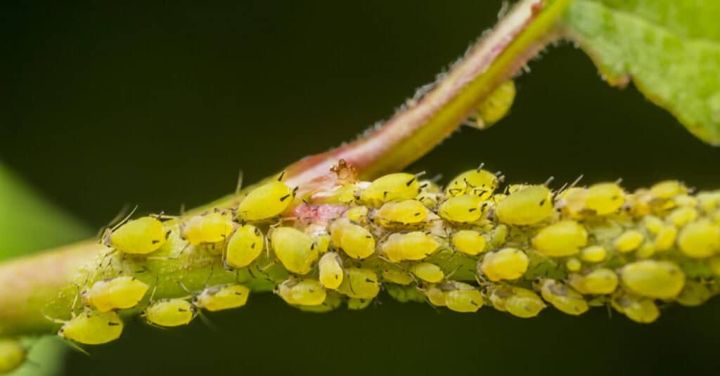 Animals that reproduce asexually – aphids