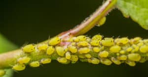 What Do Aphids Eat? Their Diet Explained. Picture