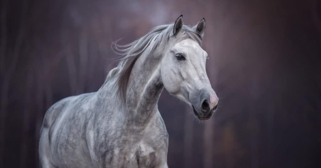 Most beautiful animal – Arabian horse
