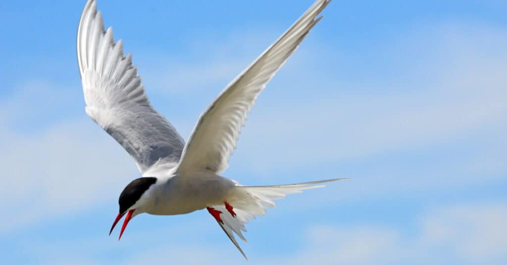 Animal migration -Arctic tern