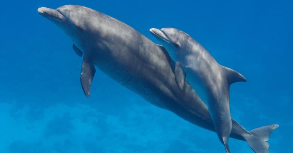 Are Dolphins Mammals - Baby