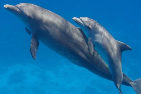 A mother dolphin with her baby swimming in the blue ocean over the coral reef. The average baby dolphin will nurse on its mother's milk for several years. They eventually wean off their mother's milk as they learn how to survive off catching fish.