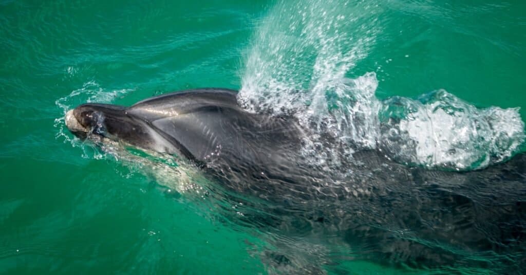 Are Dolphins Mammals - blowhole