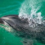 Bottle Nose Dolphin Clearing Blow Hole. These clever creatures can open this hole when inhaling and exhaling out of the water, and close it when below the ocean surface.