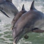 Are Dolphins Mammals