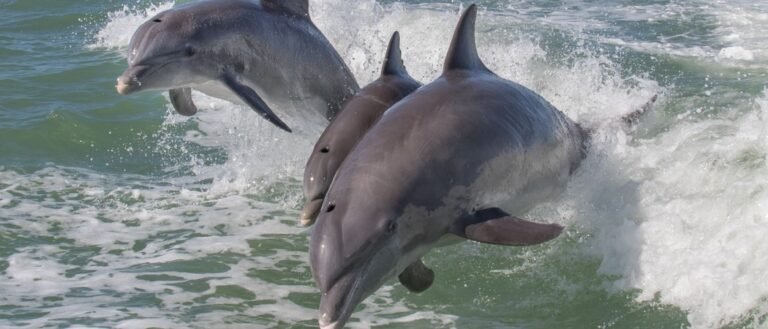 Are Dolphins Mammals